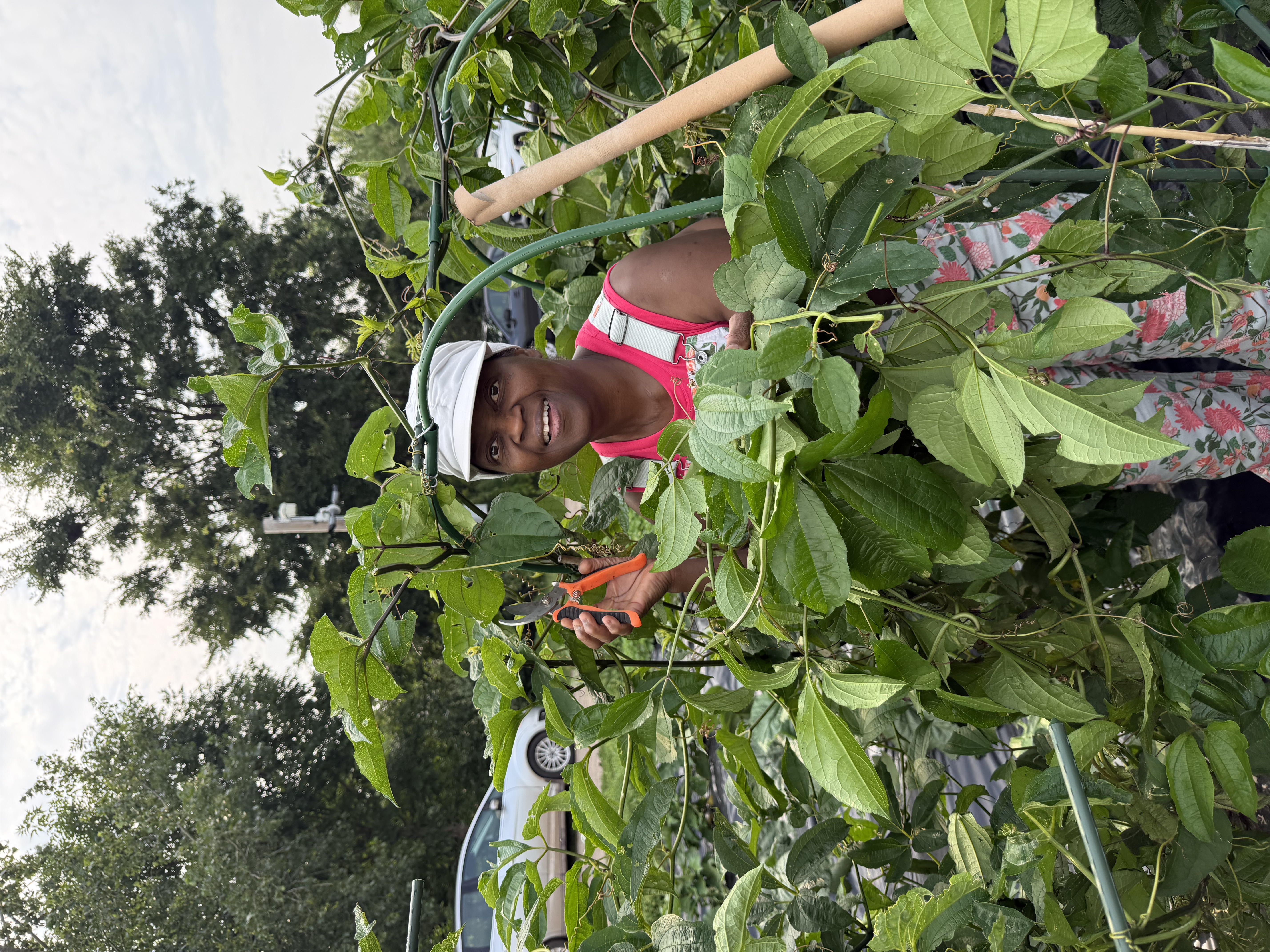 Someone pruning ugu
