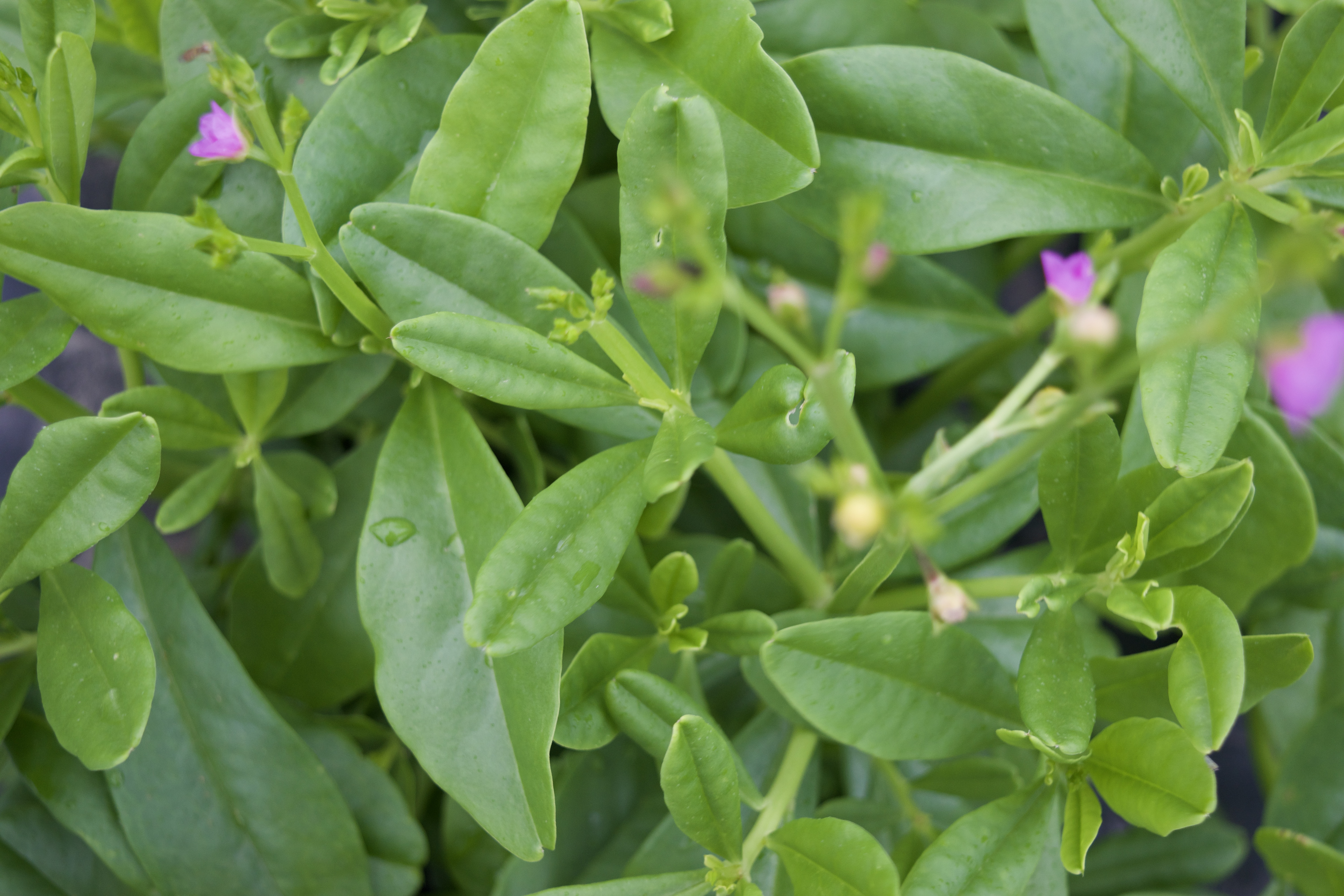Waterleaf greens