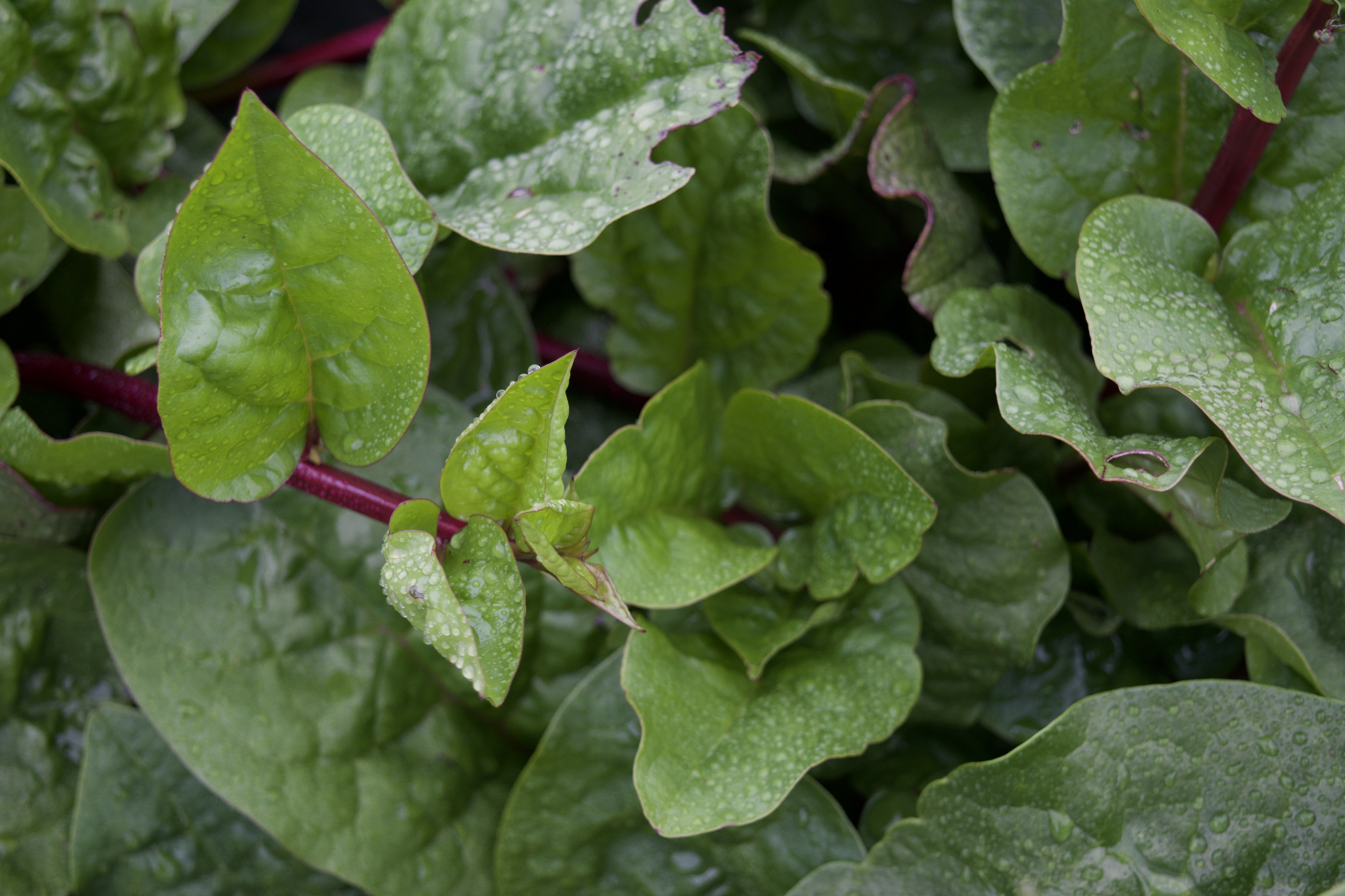 Malabar spinach greens
