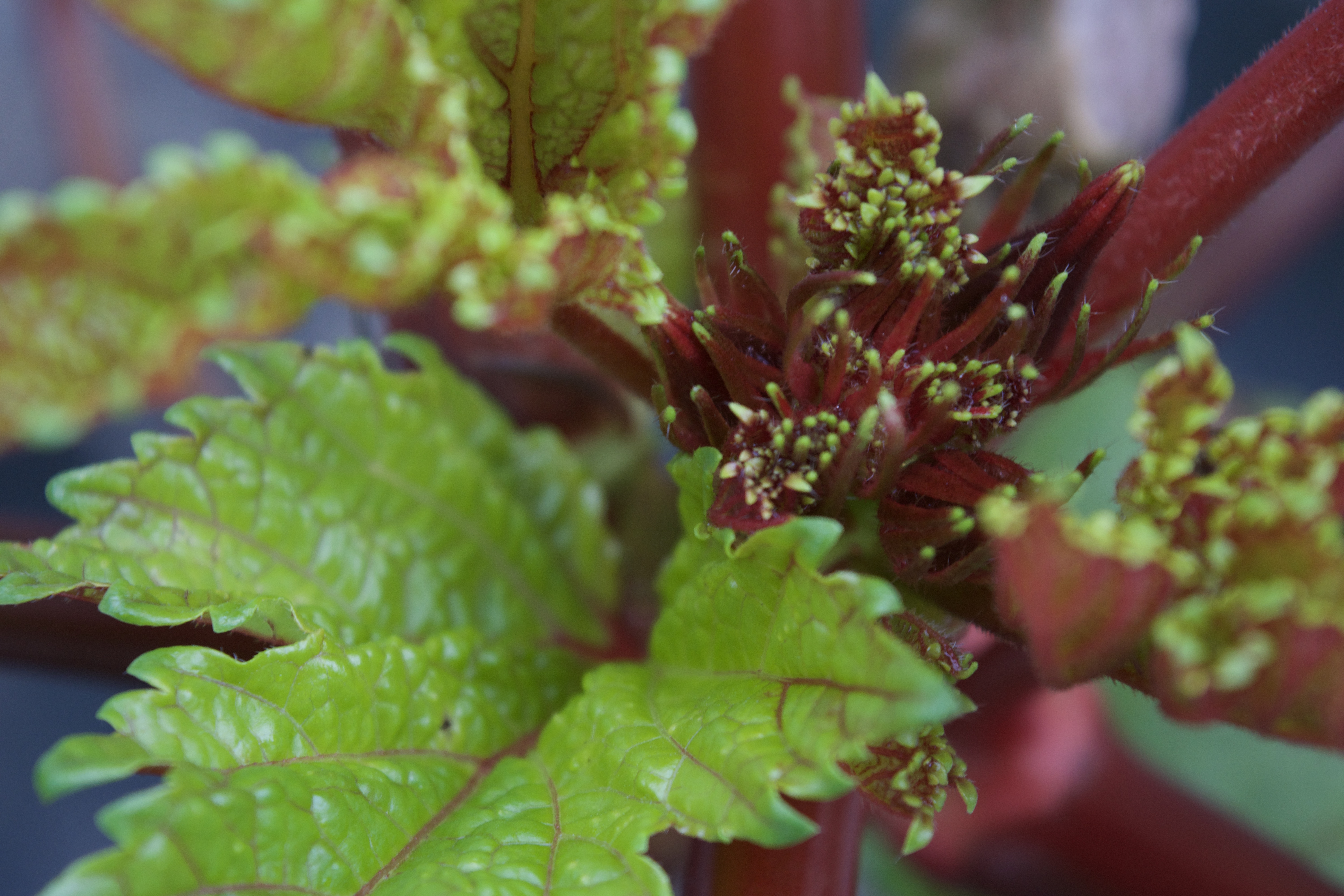 Growing point of plant