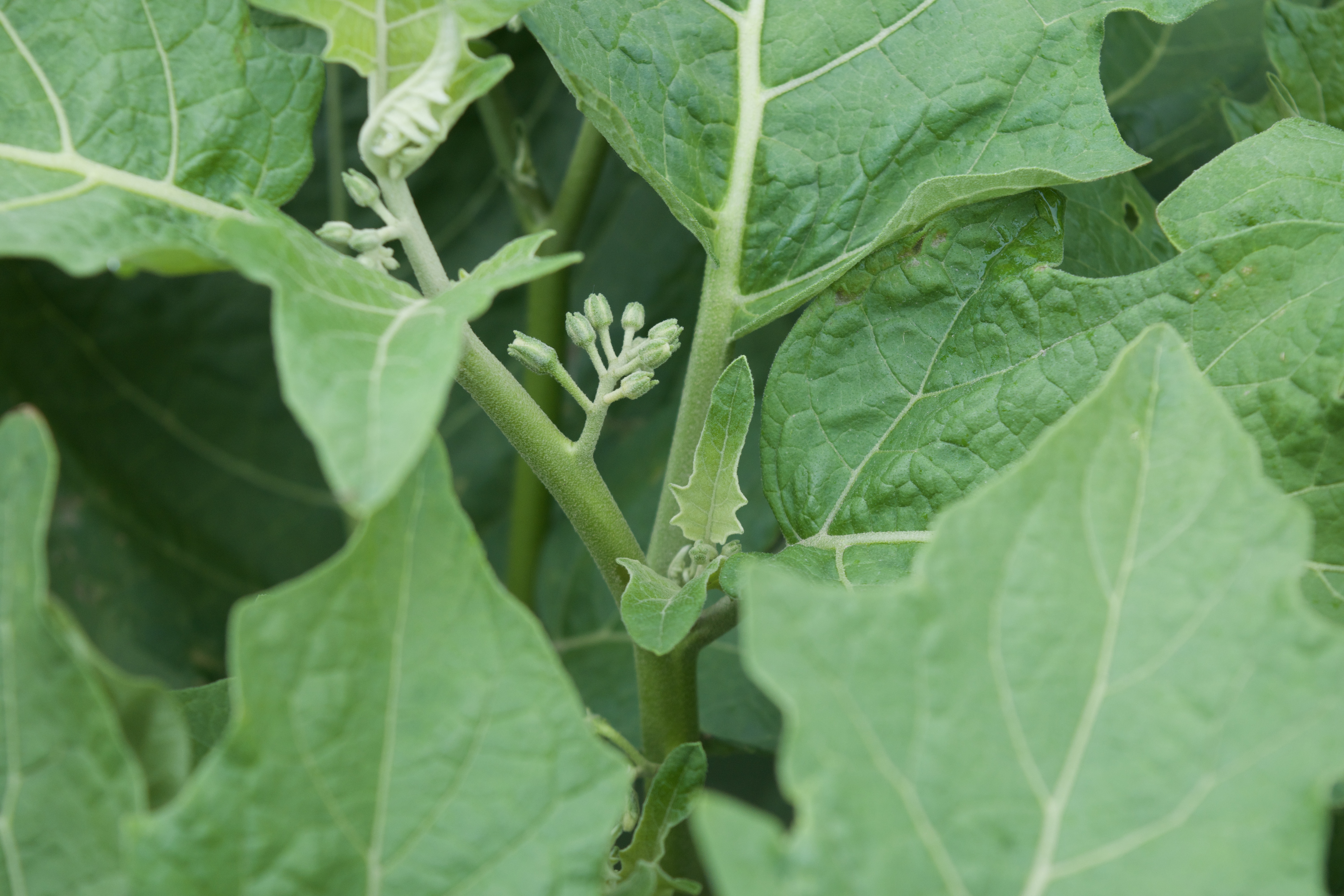 African eggplant greens