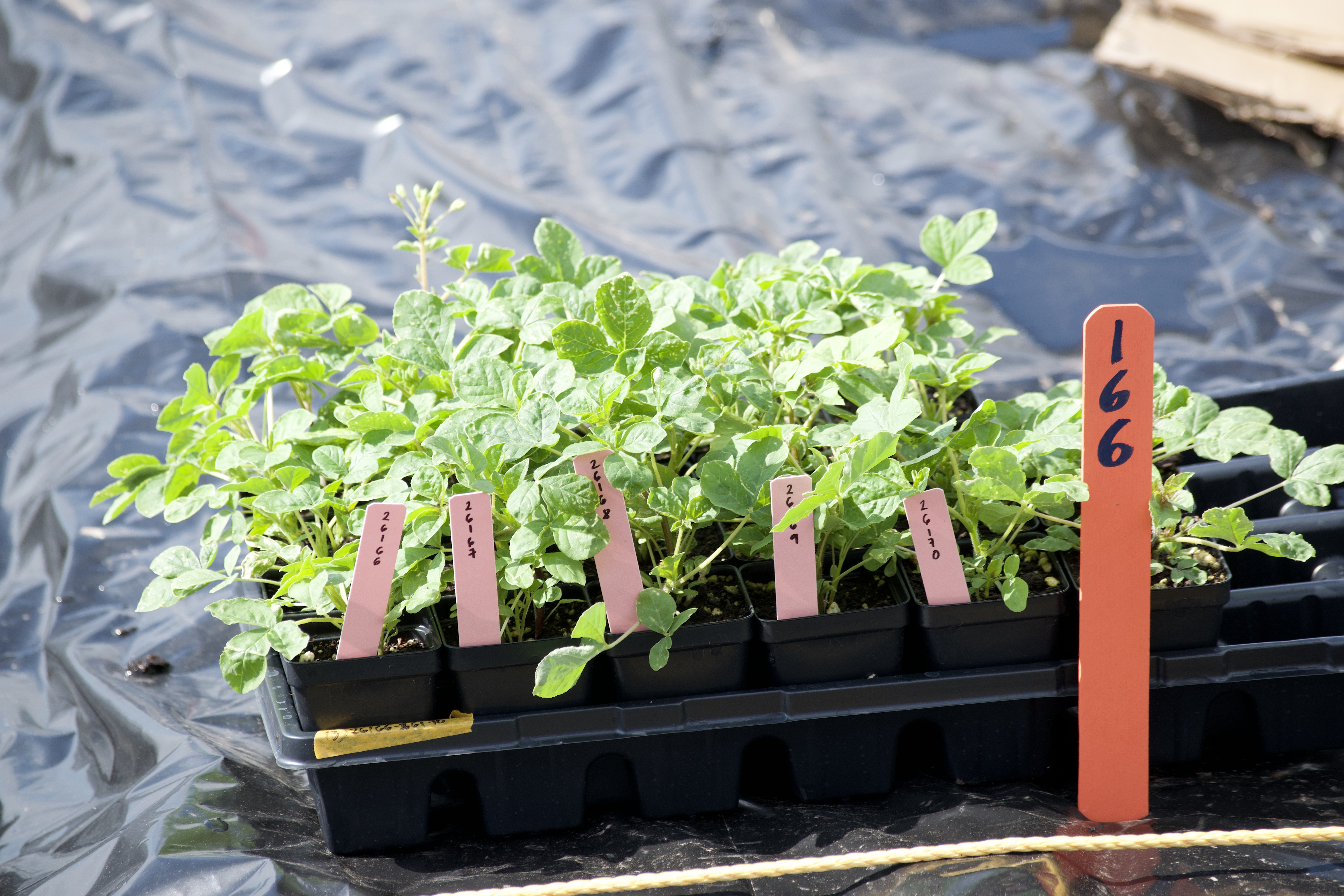 Plant tray