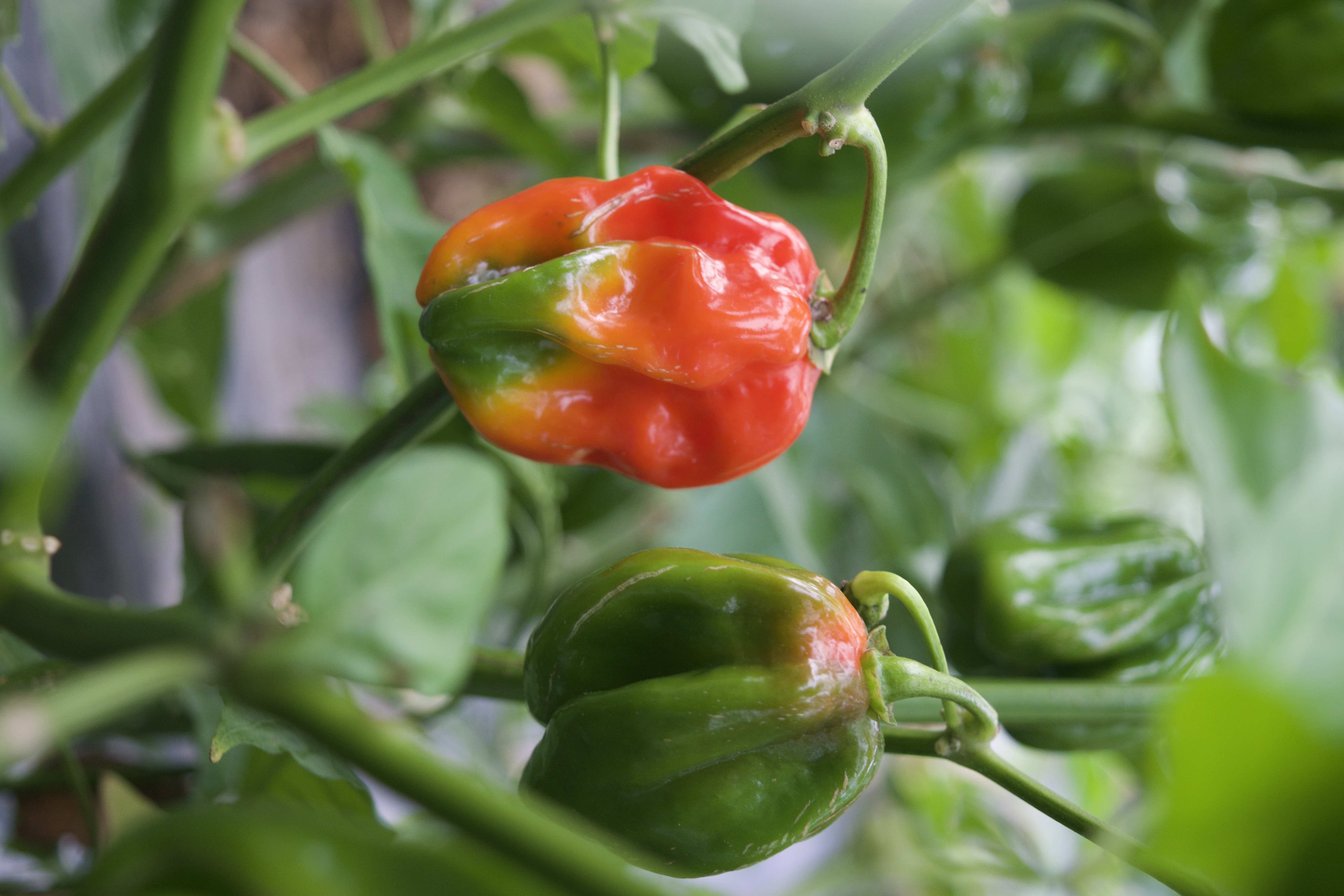 Hot peppers on plant