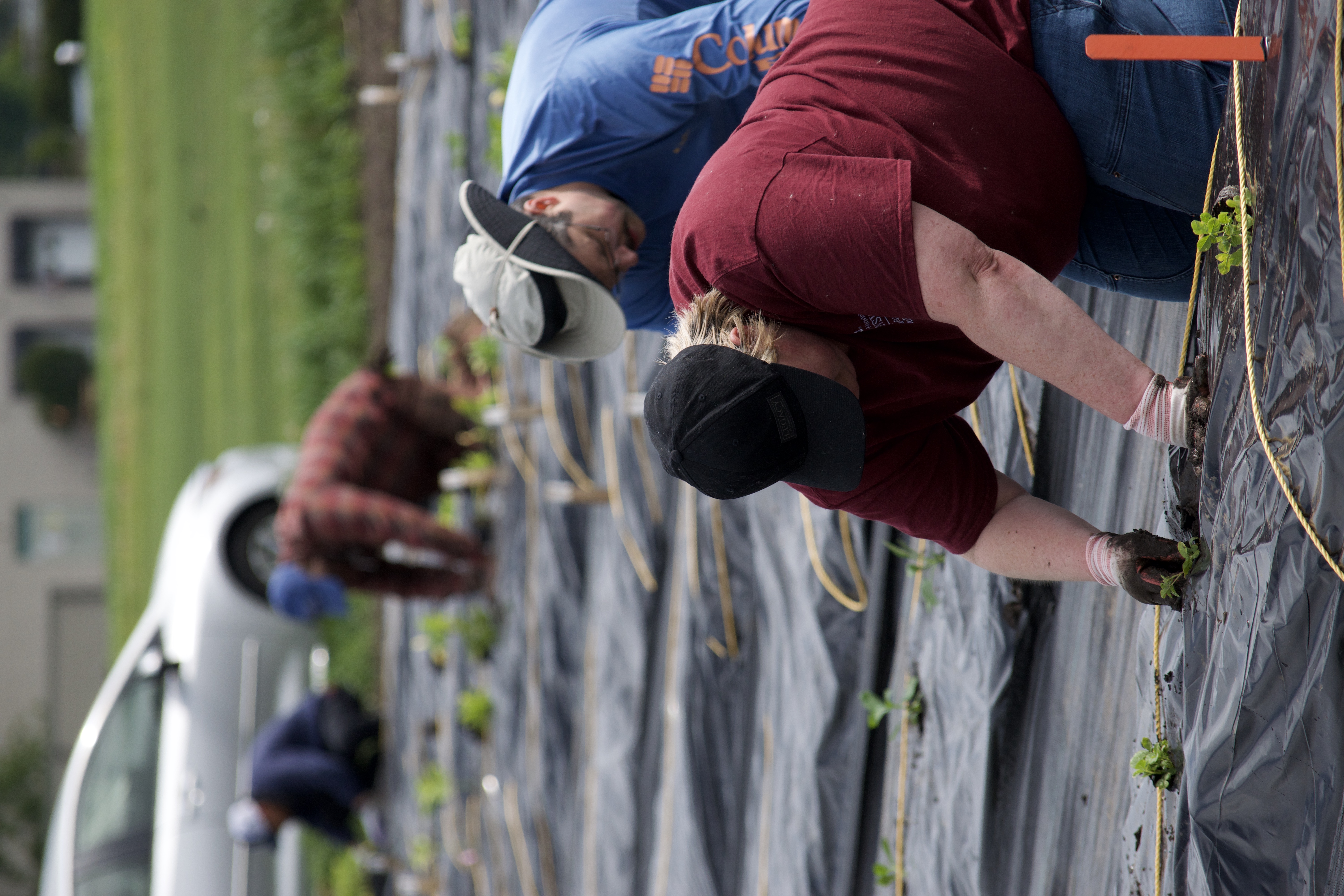 Someone planting in field