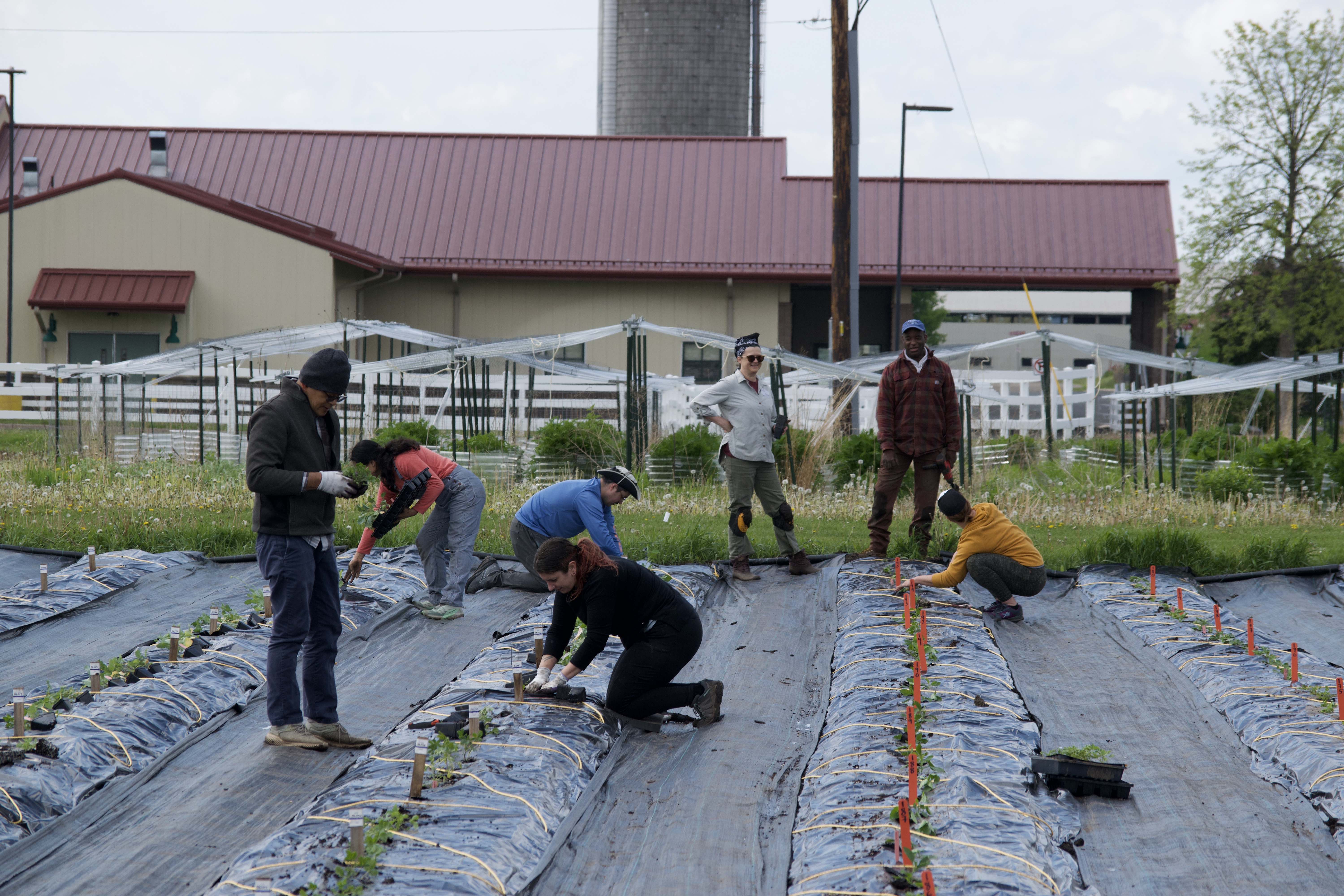 People planting in field