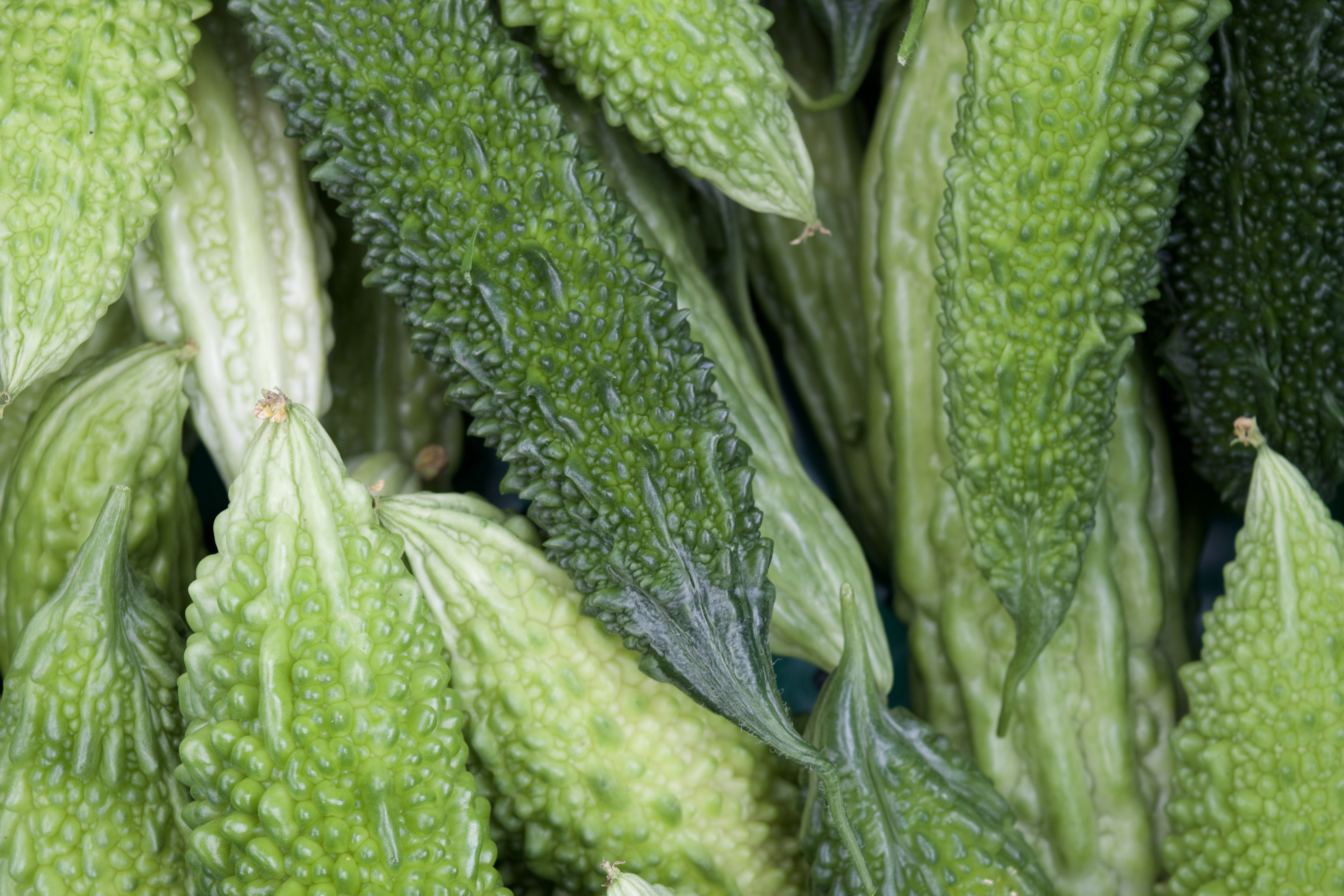 Bittergourd
