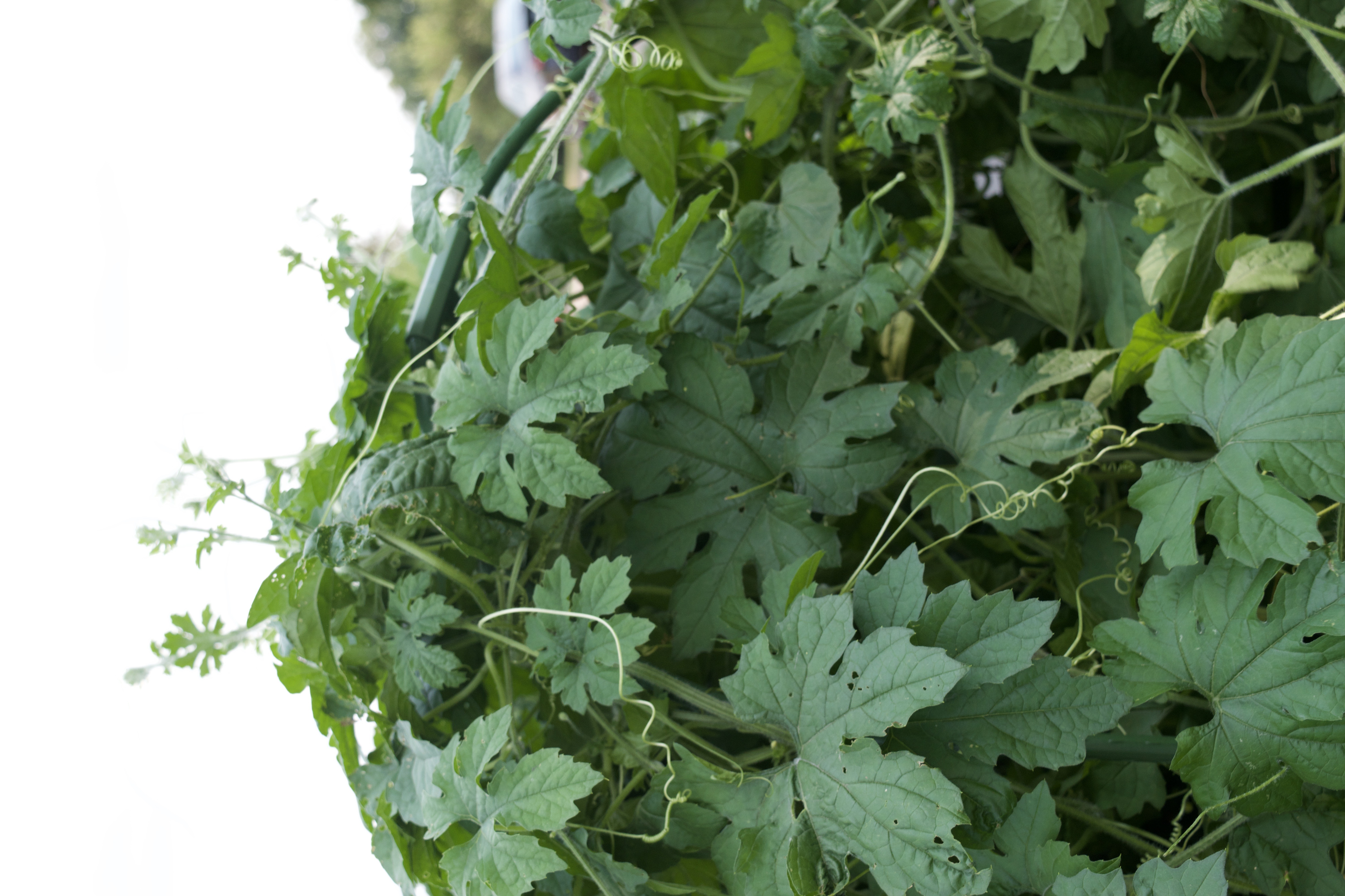 Bittergourd greens on trellis