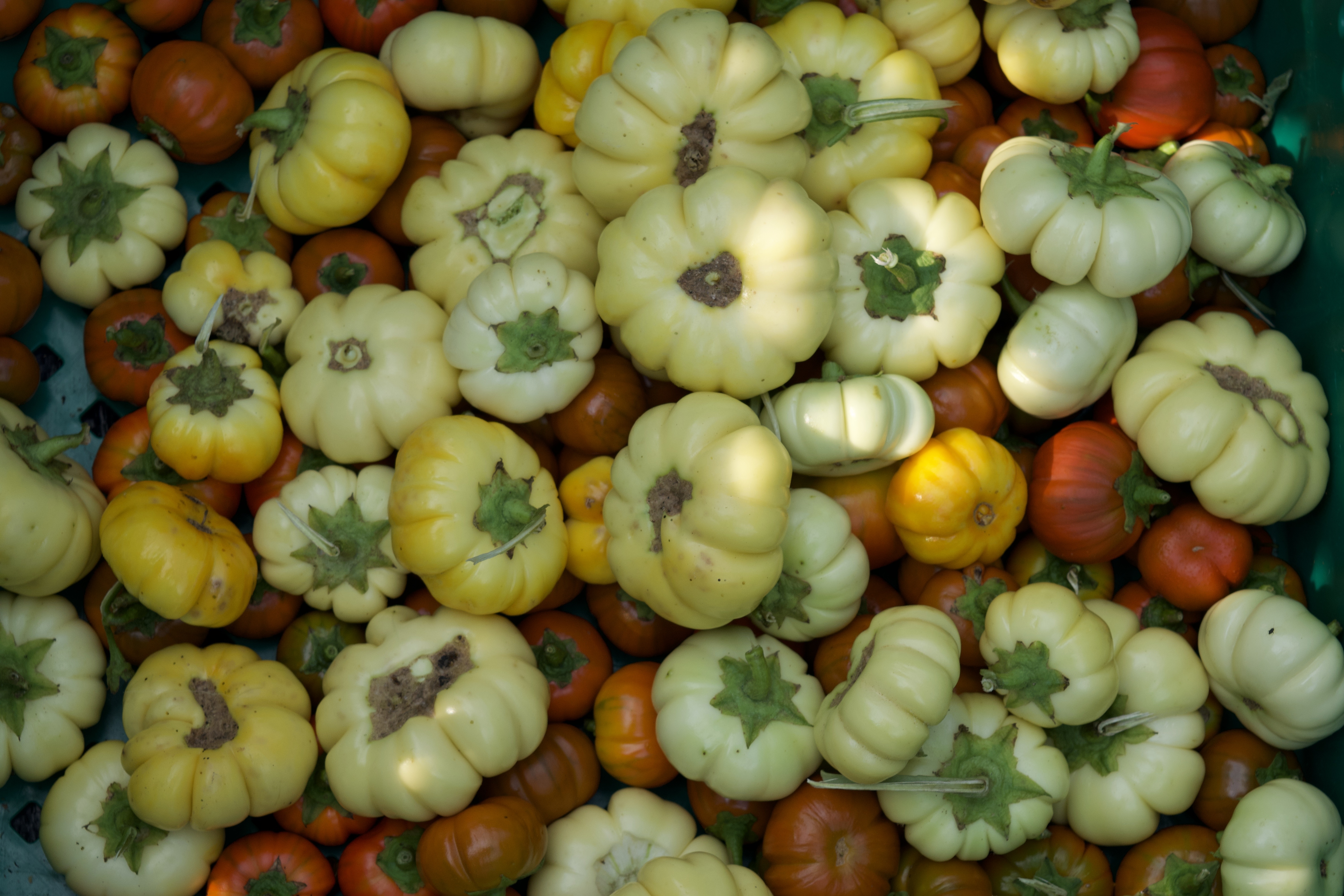 African eggplant