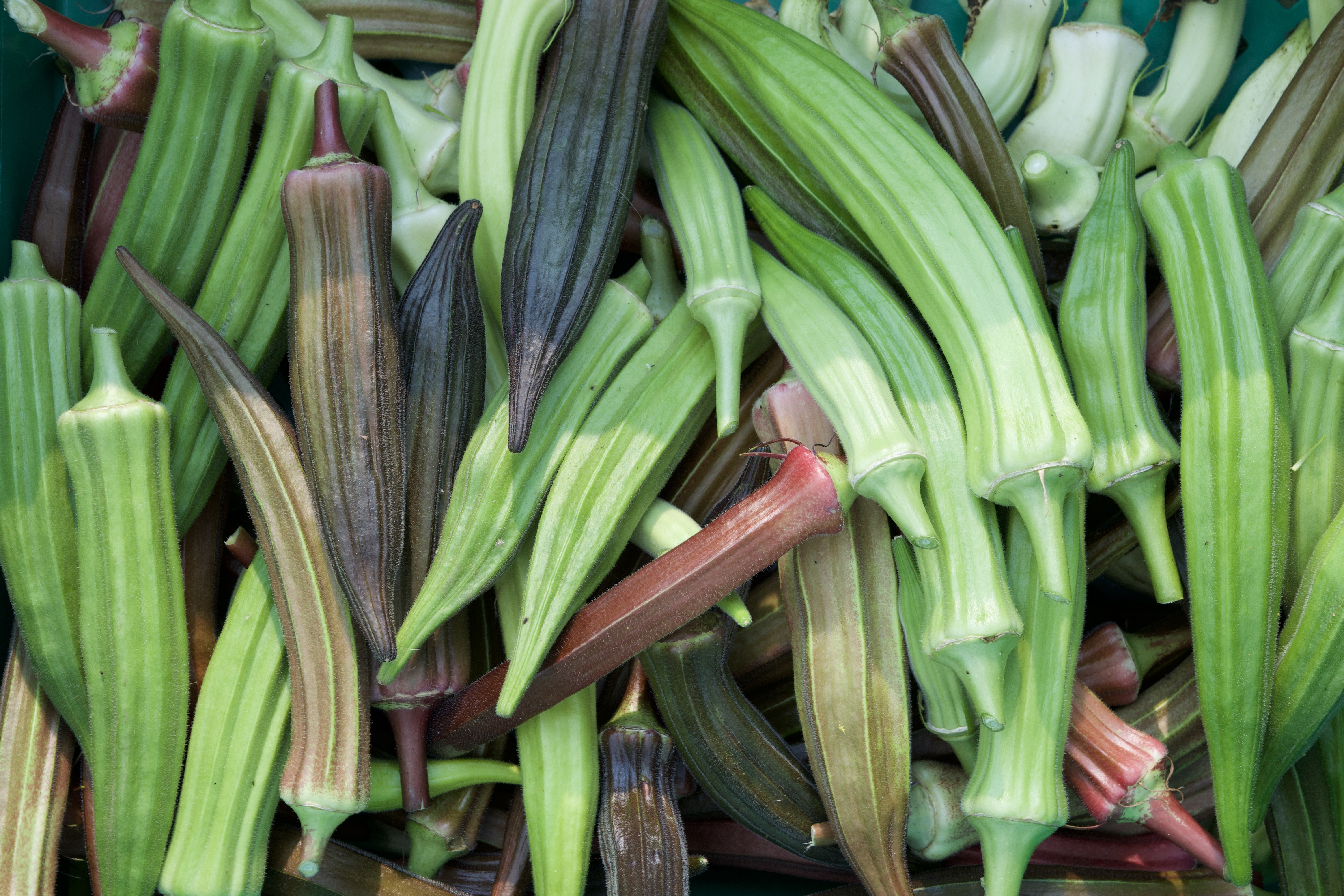 Okra