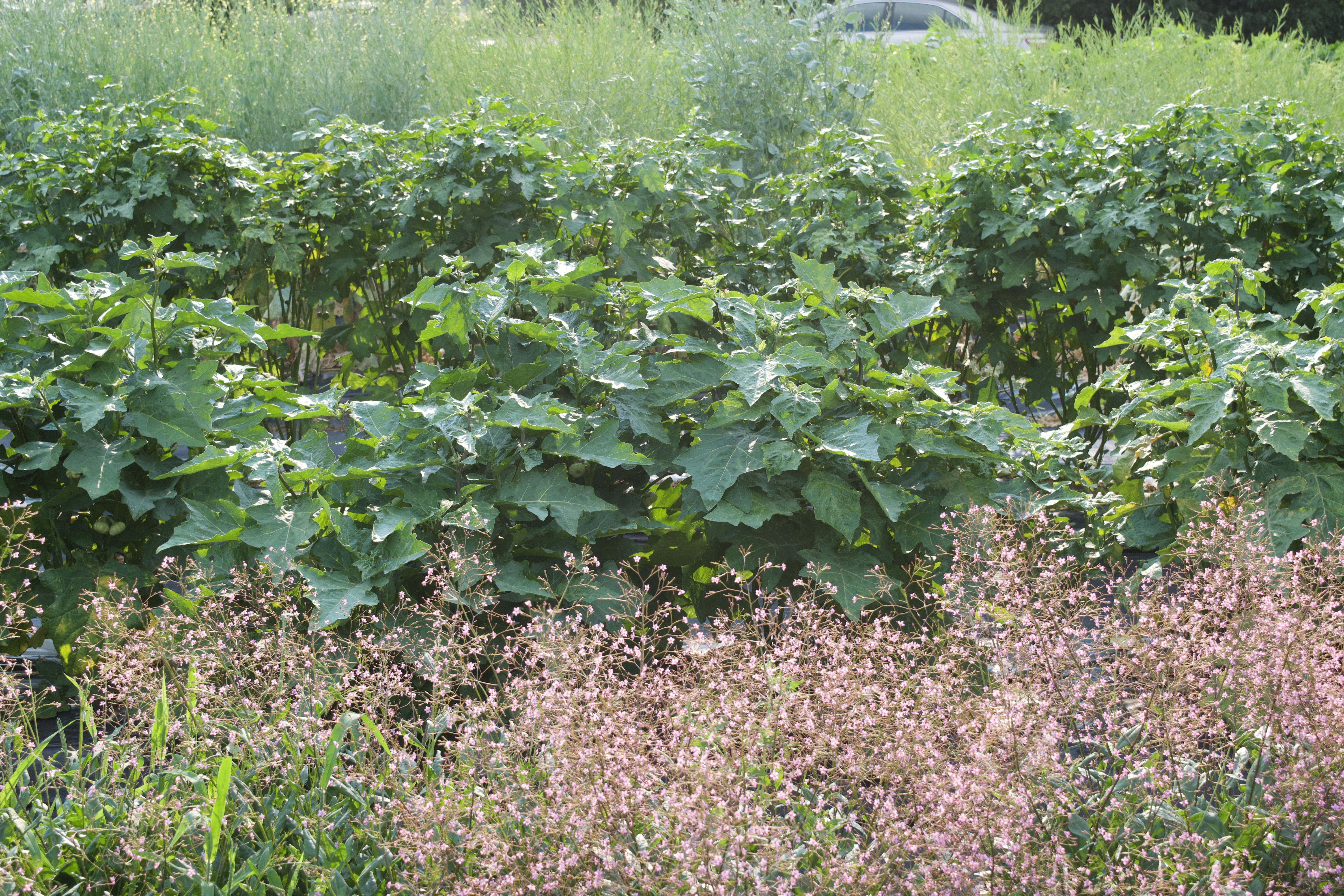 Field