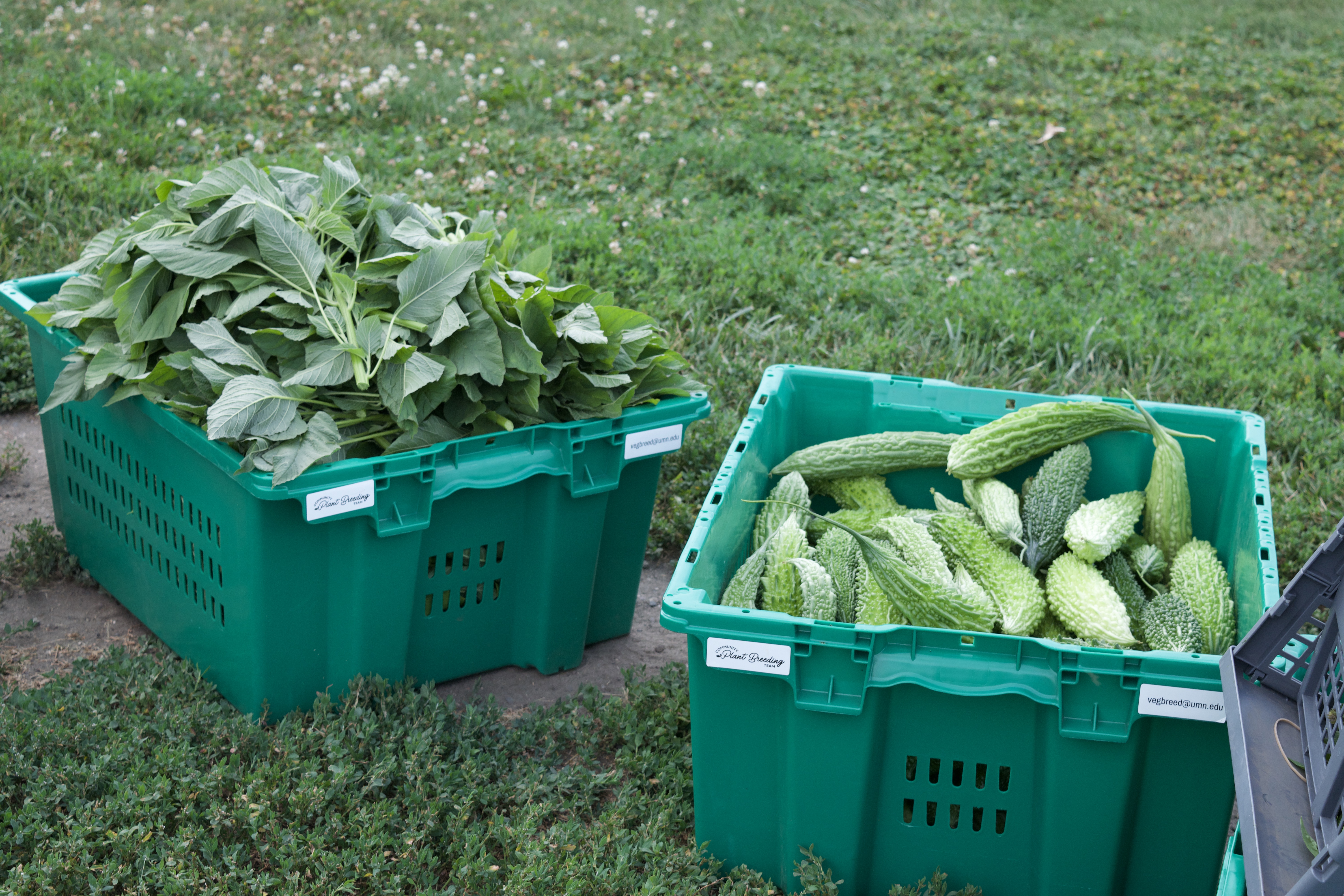 Bins with greens and bittergourd