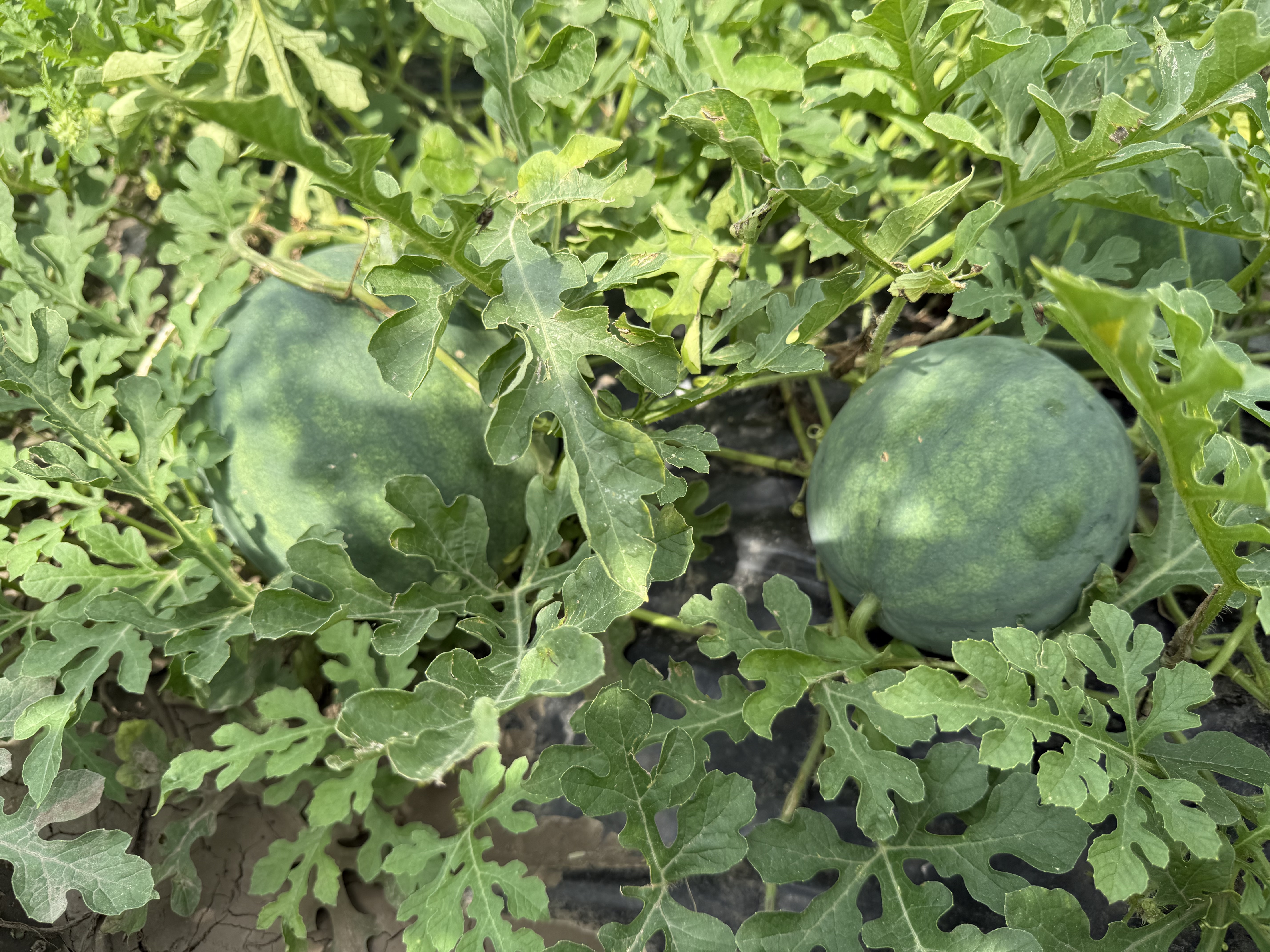Egusi melons in field