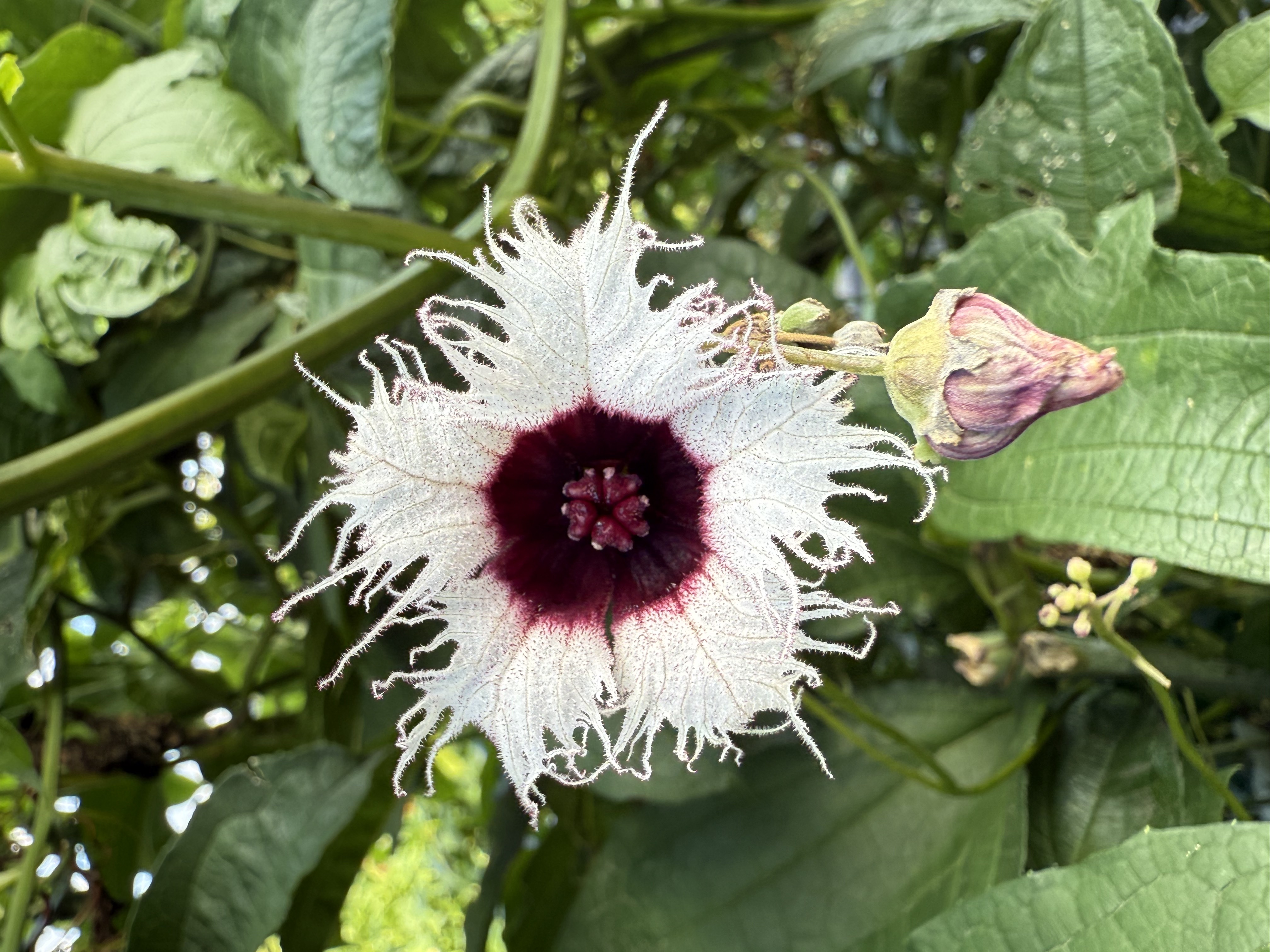 Ugu flower