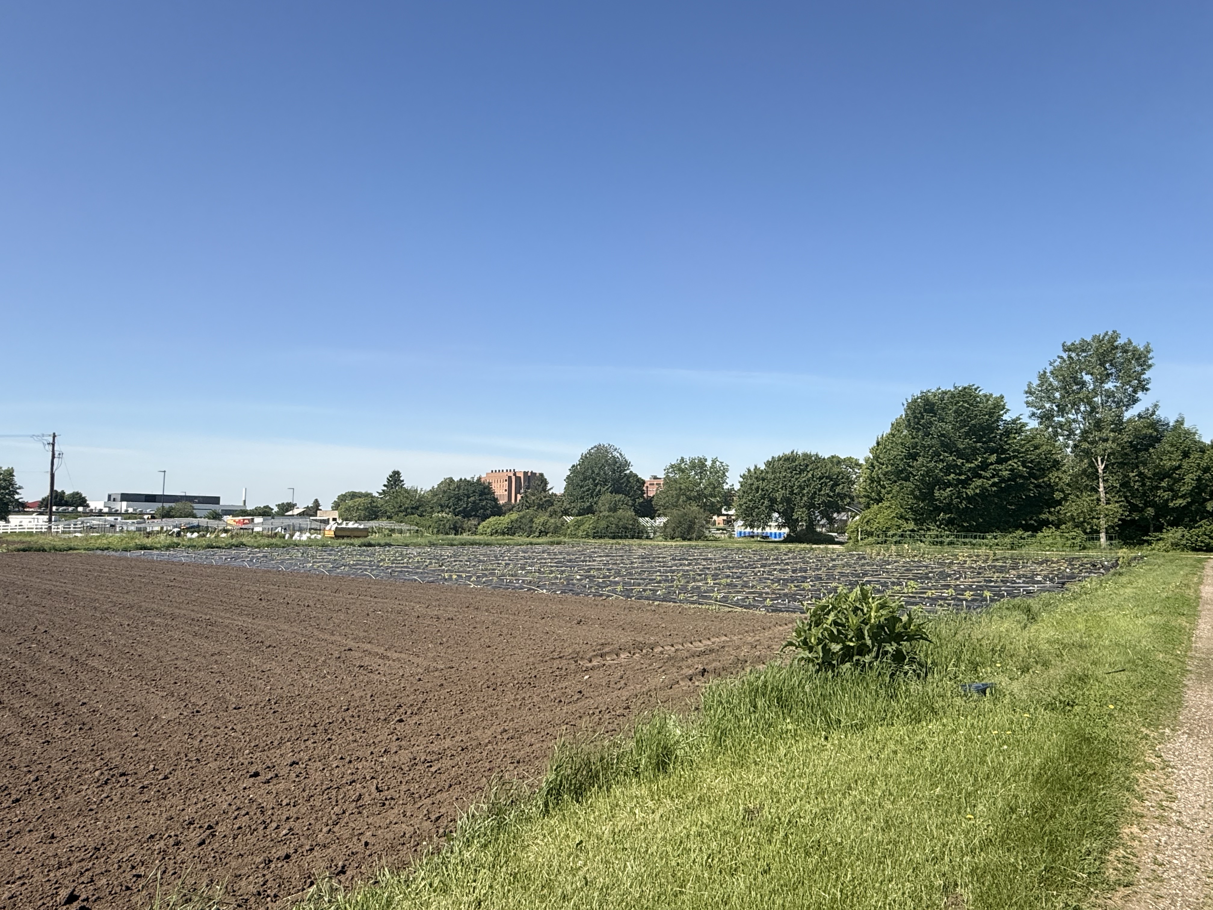 Field before planting