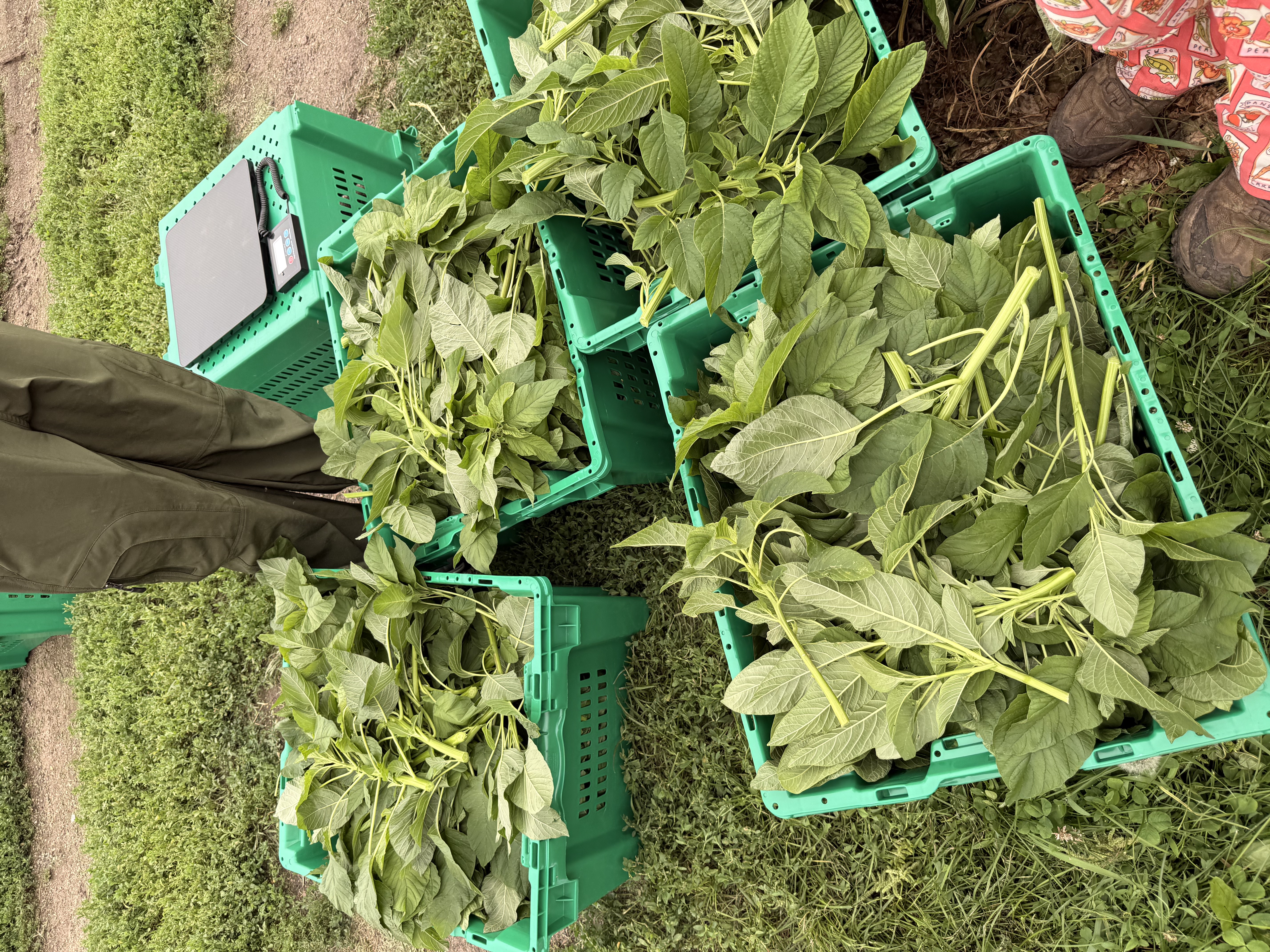 Bins of greens